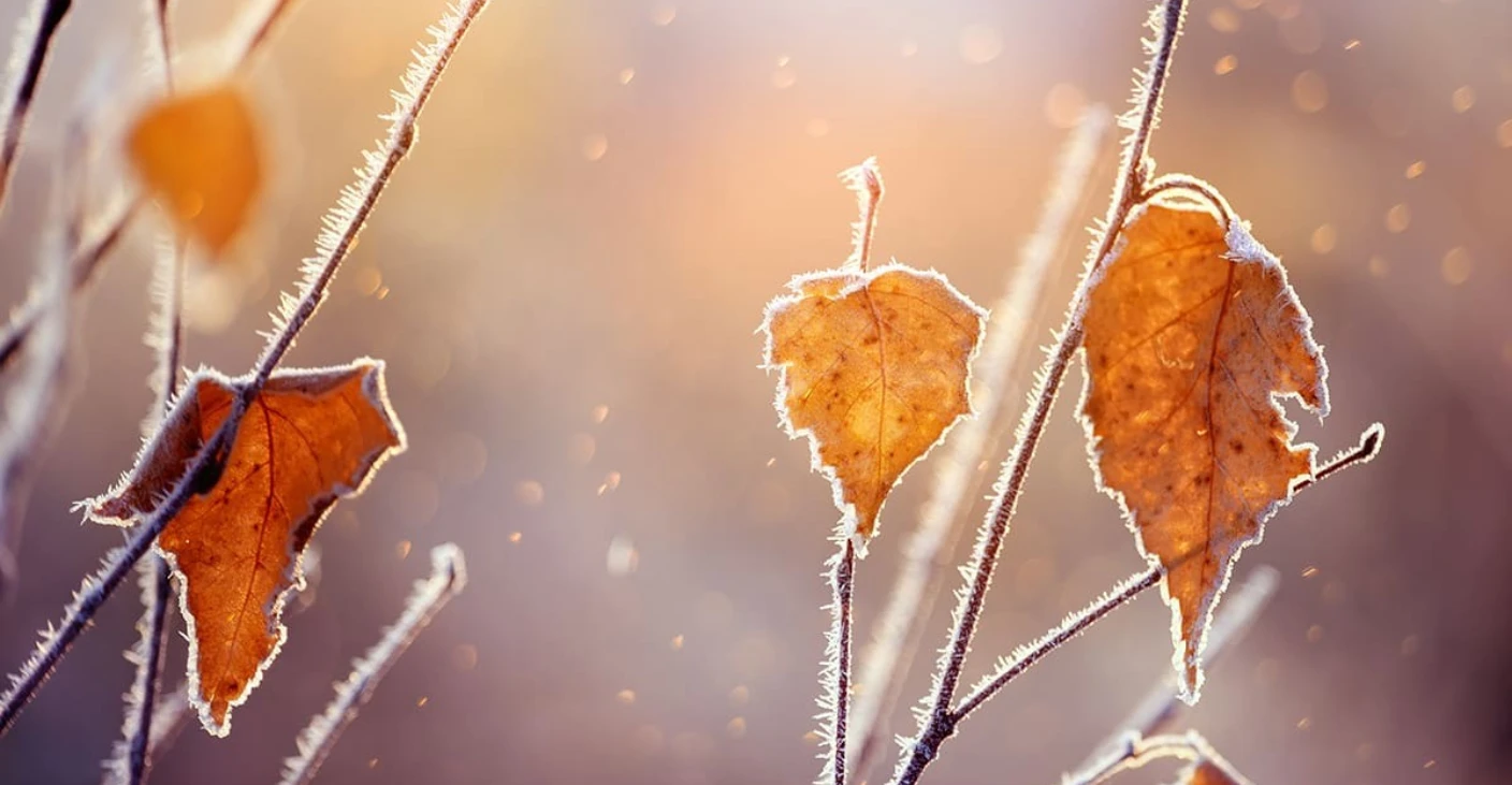 Wattn bedrfit kraftmarkedsrapport host