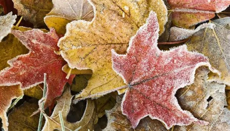 Watt kraftrapport host